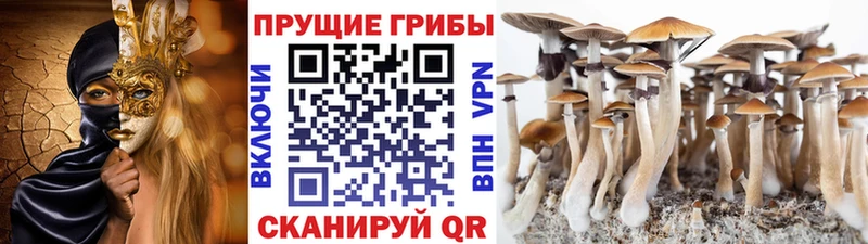 Галлюциногенные грибы Psilocybine cubensis  Заводоуковск 